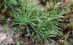 Attēlu rezultāti vaicājumam “Cinclidotus danubicus”