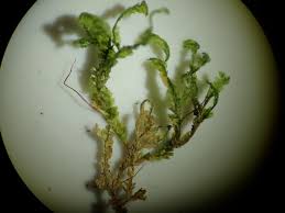 Attēlu rezultāti vaicājumam “Homalia trichomanoides sporophyte”