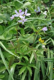 Attēlu rezultāti vaicājumam “Cardamine bulbifera leaf”