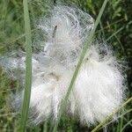 Attēlu rezultāti vaicājumam “Eriophorum latifolium fruit”