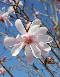 Attēlu rezultāti vaicājumam “Magnolia x loebneri flower”