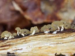 Attēlu rezultāti vaicājumam “Calocera glossoides”