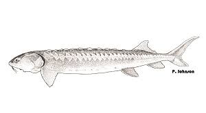 Image result for Acipenser medirostris