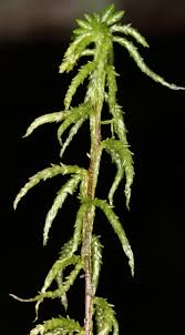 Attēlu rezultāti vaicājumam “Sphagnum centrale”