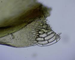 Attēlu rezultāti vaicājumam “Warnstorfia exannulata”