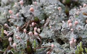 Attēlu rezultāti vaicājumam “Dibaeis baeomyces”