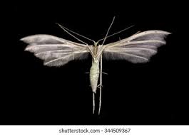 Attēlu rezultāti vaicājumam “Pterophorus pentadactyla”