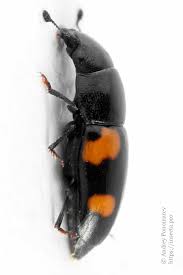 Attēlu rezultāti vaicājumam “Glischrochilus grandis”