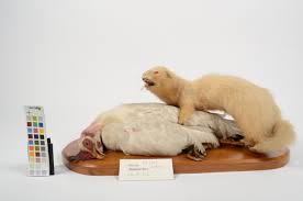 Attēlu rezultāti vaicājumam “Mustela putorius”