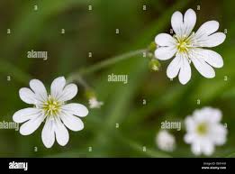 Attēlu rezultāti vaicājumam “Cerastium holosteoides flower”