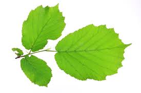 Attēlu rezultāti vaicājumam “Corylus avellana leaf”