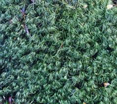 Attēlu rezultāti vaicājumam “Paraleucobryum longifolium”