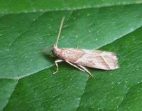 Attēlu rezultāti vaicājumam “Nyctegretis lineana”