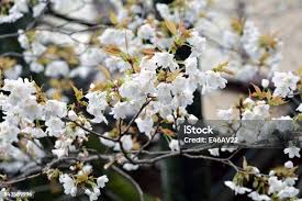 Attēlu rezultāti vaicājumam “Cerasus flower”