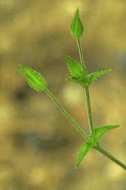 Attēlu rezultāti vaicājumam “Moehringia trinervia bud”