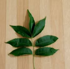 Attēlu rezultāti vaicājumam “Fraxinus pennsylvanica leaf”