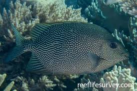 Image result for Siganus rivulatus