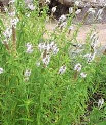 Attēlu rezultāti vaicājumam “Mentha longifolia”