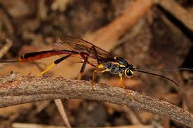 Attēlu rezultāti vaicājumam “Ichneumonidae”