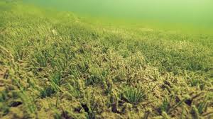 Attēlu rezultāti vaicājumam “Isoetes lacustris”