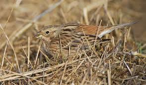 Image result for Emberiza leucocephalos