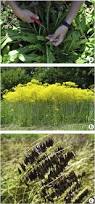 Image result for Isatis tinctoria