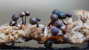 Attēlu rezultāti vaicājumam “Lamproderma pseudomaculatum”