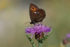 Attēlu rezultāti vaicājumam “Erebia ligea”
