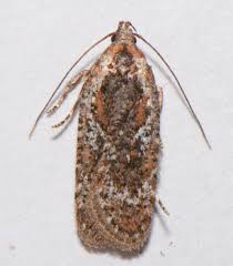 Attēlu rezultāti vaicājumam “Agonopterix hypericella”