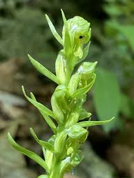Attēlu rezultāti vaicājumam “Coeloglossum viride flower”