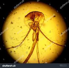 Attēlu rezultāti vaicājumam “Culex pipiens female”