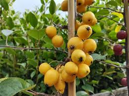 Attēlu rezultāti vaicājumam “Malus x zumi”