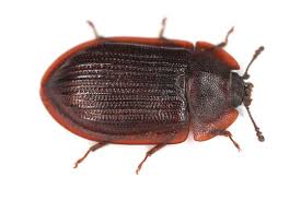 Attēlu rezultāti vaicājumam “Peltis grossa”