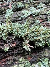 Attēlu rezultāti vaicājumam “Cladonia ochrochlora”