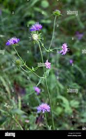Image result for Knautia dipsacifolia