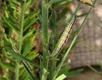 Attēlu rezultāti vaicājumam “Calophasia lunula larva”