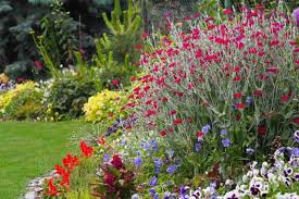 Image result for Lychnis coronaria