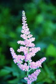 Attēlu rezultāti vaicājumam “Astilbe chinensis”