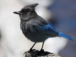 Attēlu rezultāti vaicājumam “Corvidae”