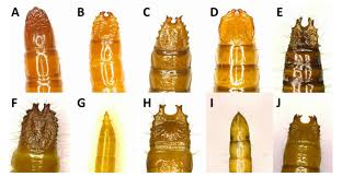Attēlu rezultāti vaicājumam “Cidnopus aeruginosus”