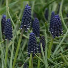 Attēlu rezultāti vaicājumam “Muscari neglectum”