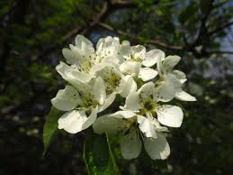 Image result for Rosengewächse