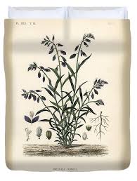 Attēlu rezultāti vaicājumam “Polygala vulgaris”