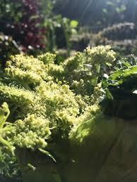 Attēlu rezultāti vaicājumam “Angelica palustris flower”