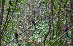 Image result for синхараджа