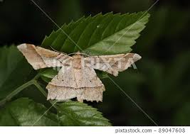 Attēlu rezultāti vaicājumam “Arichanna melanaria”