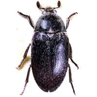 Attēlu rezultāti vaicājumam “Diderma subincarnatum sessile”