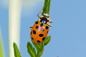 Attēlu rezultāti vaicājumam “Hippodamia tredecimpunctata”