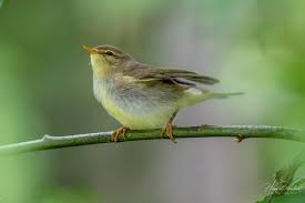 Attēlu rezultāti vaicājumam “Phylloscopus trochilus”