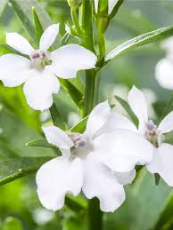 Image result for Lobelien